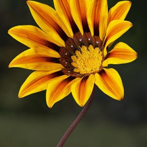 Gazania Daisy